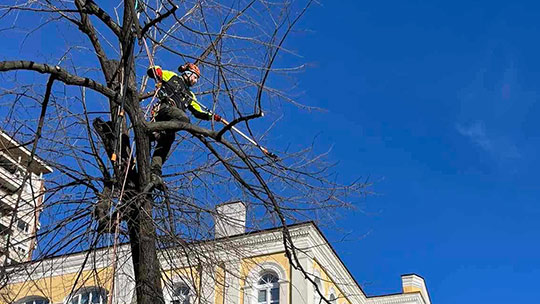 Обработват опасни и труднодостъпни дървета в Стара Загора
