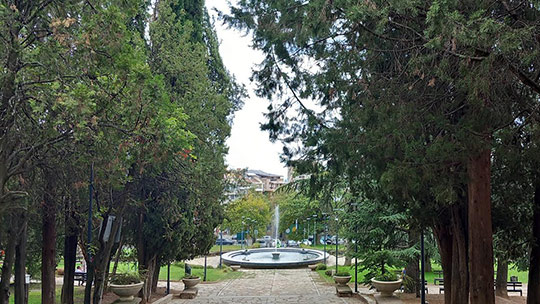 Боровата процесионка е намаляла значително в Стара Загора