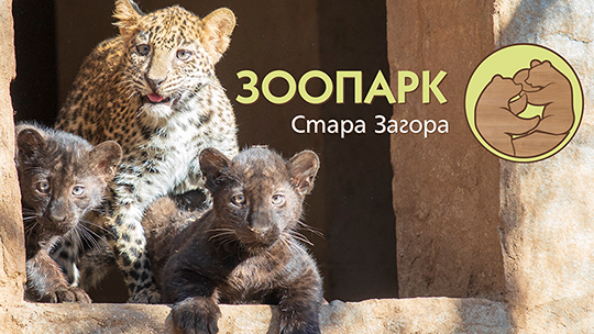 Зоопаркът търси кръстник на леопарда и двете пантери