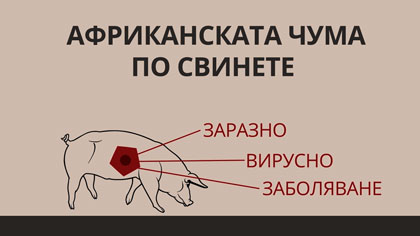 Избухването на африканската чума по свинете в Азия повлия на пазарите на месо