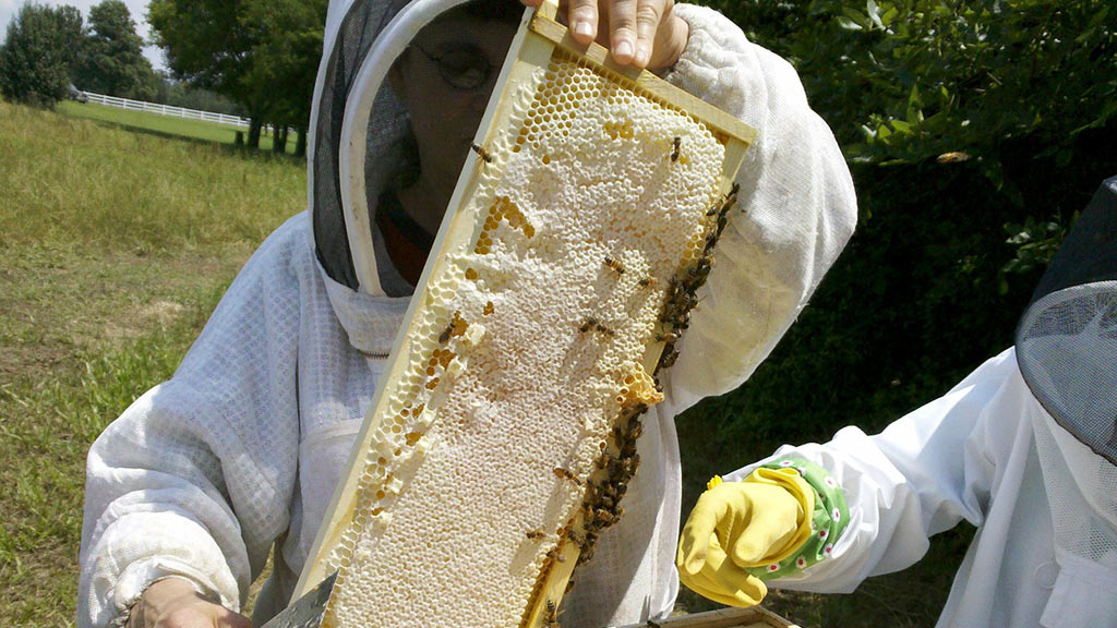 honey bee