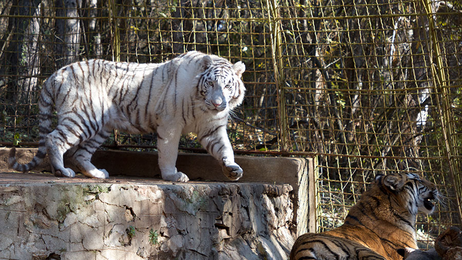 zoo
