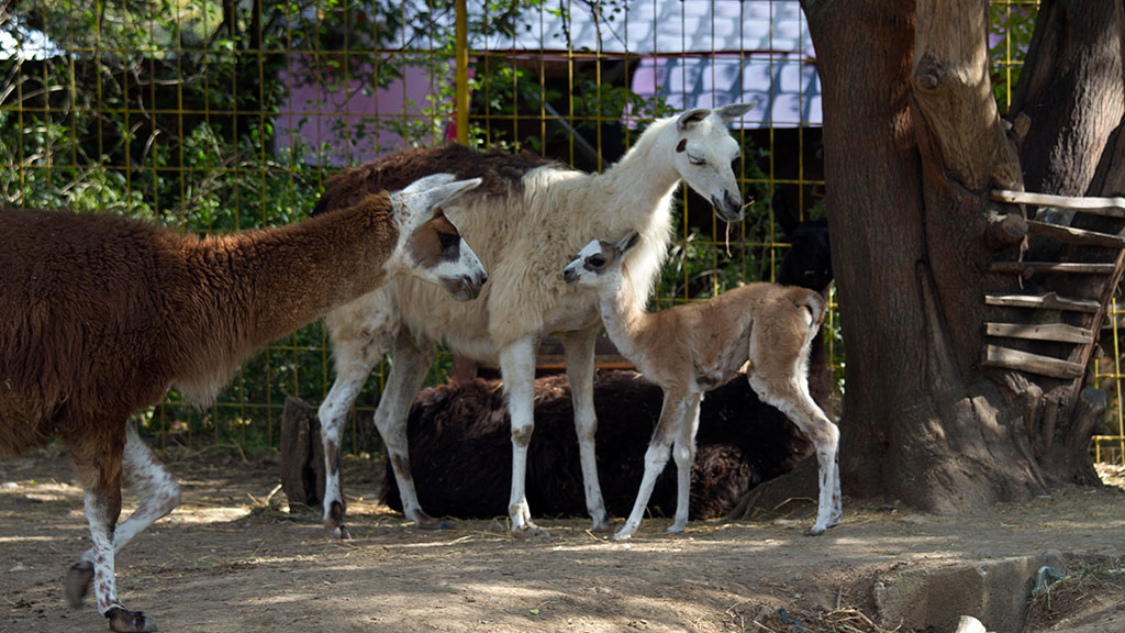 zoopark stara zagora