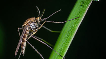 Започва пръскането срещу комари в Стара Загора
