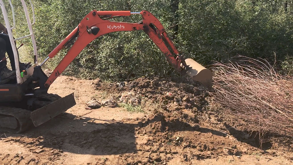 Незаконно заровени домашни патици бяха открити край село Калояновец