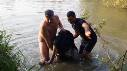 Директорът на зоопарка в Стара Загора спаси щраус, влязъл във водоем