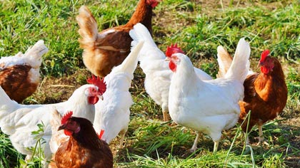 Огнище на птичи грип е установено във ферма в чирпанското село Гита