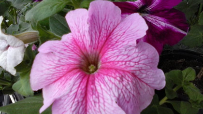 Цветен водопад от петунии - Petunia - Petunia integrifolia