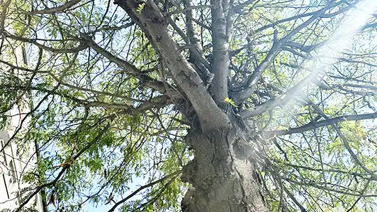 Община Стара Загора планира нови засаждания