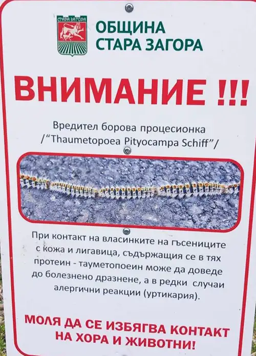 procesionka